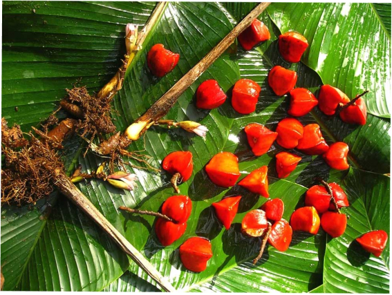 katemfe fruit